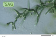 Tolypothrix tenuis