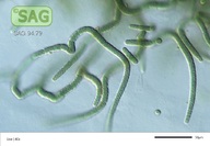 Tolypothrix tenuis
