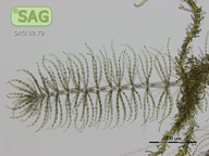 Virescentia viride-americana