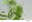 Nostoc commune